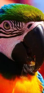 Close-up view of a colorful parrot.