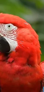 Bright red parrot amidst lush green backdrop.