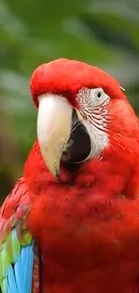 Vibrant red parrot with colorful feathers.