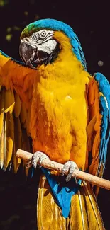 Vibrant blue and yellow parrot with outstretched wings on a branch.