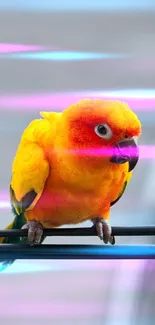 Colorful orange and yellow parrot on a branch.