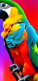 Colorful parrot with vibrant plumage on a gradient orange background.