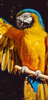 Vibrant macaw parrot spreading wings in a colorful display.