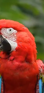 Close-up of a vibrant red parrot with colorful feathers.