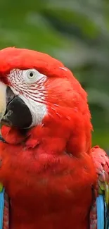 Red parrot with green feathers on a tropical background.