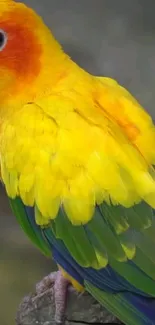 Vibrant parrot with yellow and green feathers on a natural branch.