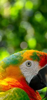 Vibrant parrot with a lush green background in nature.