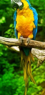 Colorful parrot perched against lush green forest background.