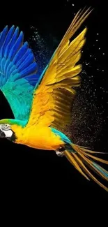 Vibrant parrot with colorful feathers on a black background.