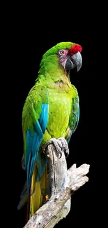 A vibrant parrot on a branch with a black background.