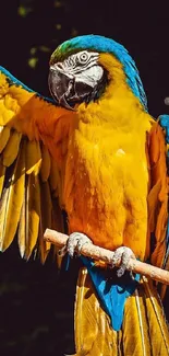 Vibrant yellow and blue parrot perching on a branch.