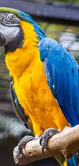 Colorful parrot with blue and yellow feathers perched on a branch.