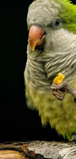 Vibrant parrot perched on a branch with colorful feathers and a dark background.