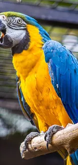 Vibrant parrot perched on branch with colorful feathers.