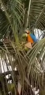 A vibrant parrot perched within lush palm leaves in a tropical setting.