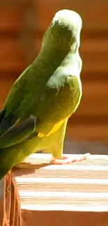 A green parrot perched on a wooden surface with a brown background.