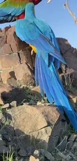 Colorful parrot with blue wings perched on rocky terrain under clear sky.