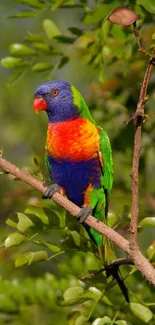 A colorful parrot perched on a tree branch surrounded by green leaves.