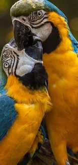 Two vibrant macaws displaying vivid yellow and blue feathers in a natural setting.