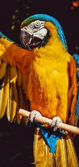 Vibrant yellow and blue parrot perched, spreading wings, tropical wallpaper.