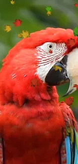 Bright and colorful parrot phone wallpaper.