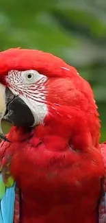 Vibrant red parrot with green background on screen wallpaper.