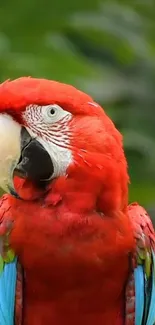 Vibrant parrot with red feathers on a lush green background.