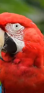 Vibrant red parrot with colorful feathers.