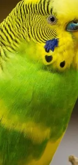 Vibrant yellow and green parrot perched on a branch.