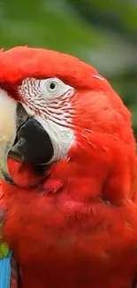 Vibrant red macaw in a lush green setting, perfect for phone wallpaper.