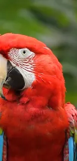 Vibrant red parrot amidst lush greenery.