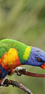 Vibrant lorikeet perched on branch with colorful feathers.