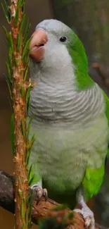 Vibrant green parrot perched on a branch.