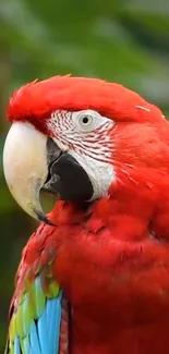 Close-up of a vibrant red parrot on a green background.