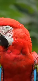 Vibrant red parrot perched with lush green background.