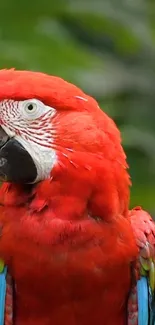 Bright red parrot with vibrant feathers over a green background.