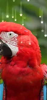 Vibrant red parrot with colorful plumage and starry background.