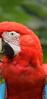 Colorful parrot with vibrant red feathers on a natural green background.