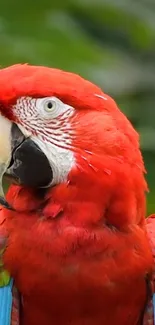 Vibrant red parrot with colorful feathers on a lush green backdrop.