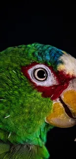 Vibrant green parrot with colorful feathers against a dark backdrop.