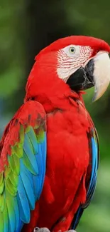 Vibrant red macaw with colorful feathers.