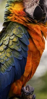 Close-up of a parrot with vibrant orange feathers and blue and green highlights.