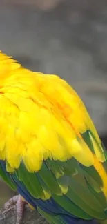 A vibrant parrot with bright yellow and green feathers.