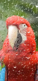 Scarlet macaw viewed through raindrops on a mobile wallpaper.