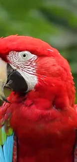 Vibrant red parrot with green background on phone wallpaper.