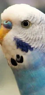 Close-up of a vibrant blue parrot with detailed feathers.