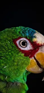 Close-up of a colorful parrot with vibrant feathers.