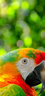 A vibrant parrot with a colorful plumage set against a blurred green background.