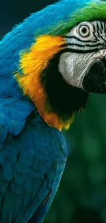 A vibrant blue and yellow parrot close-up.