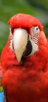 Close-up of a colorful red macaw parrot with vibrant feathers.